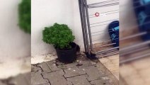 Bodrum'da kedi fare oyunu kamerada