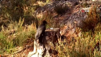 Doğada ender görülen Kara Ağaçkakan Tekirdağ'da görüntülendi
