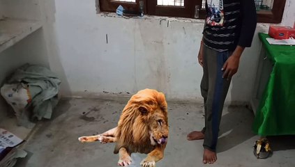 Green screen lion effect kinemater   tutorial