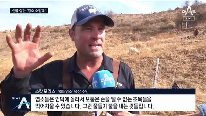 산불 피해간 안전지대, 특별한 소방관 ‘염소떼’ 덕분?