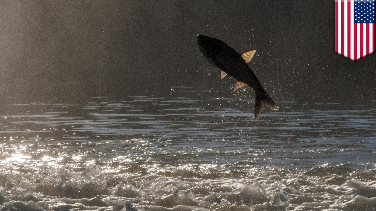 Asian carp linked to decline of native fish in Mississippi River