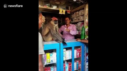 Injured monkey comes into medicine store in east India for first aid from sympathetic shopkeeper