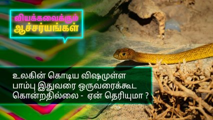 உலகின் கொடிய விஷமுள்ள பாம்பு இதுவரை ஒருவரைக்கூட கொன்றதில்லை -  ஏன் தெரியுமா ?