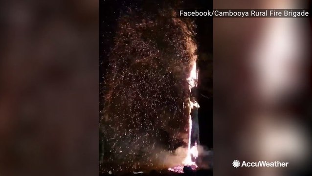 Embers fly off tree as wildfires continue to rage in Australia