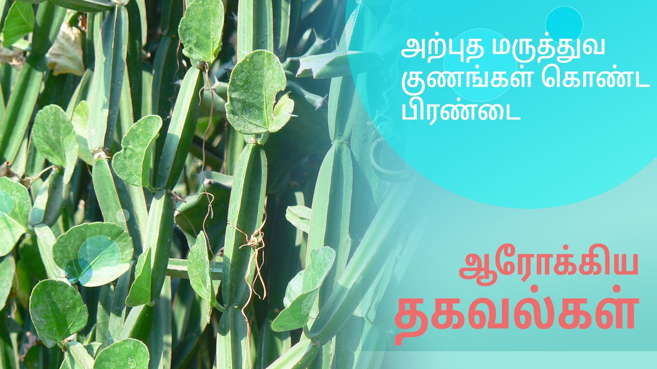 அற்புத மருத்துவ குணங்கள் கொண்ட பிரண்டை..!