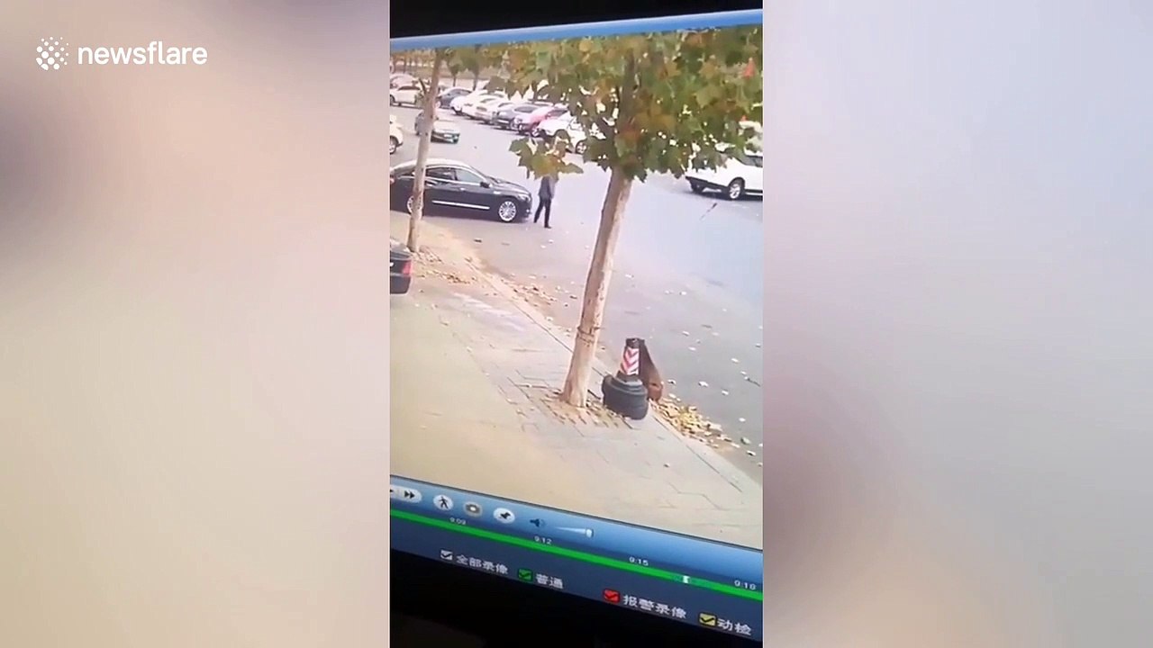 Wild boar charges at pedestrians and vehicles in northern China