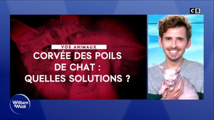 Corvée des poils de chat : quelles solutions ?