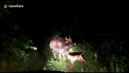 Brave dog takes on wild water buffalo in Indian forest to save owner