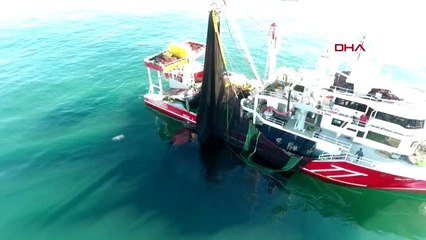 Sinop'ta hamsi bolluğu