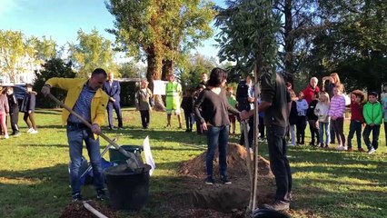 Arbres plantés à Belley