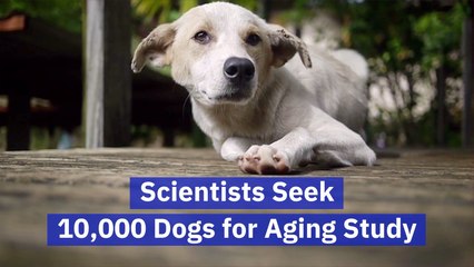 Scientists Study Aging In Dogs