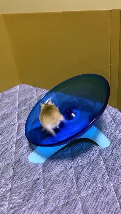 Hamster rapide dans un disque