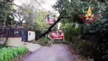 Latina - Maltempo, Vigili del Fuoco rimuovono alberi crollati (18.11.19)