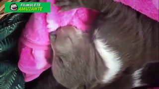 ★Best Funny Animal Videos - Cute Animals,Cats,Dogs,Monkeys. Cutest dogs