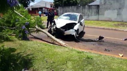 Carro arranca árvore em colisão no Bairro Pacaembu