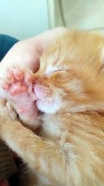 Ce chaton suce son pouce en dormant !