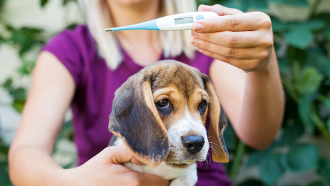 Cómo ponerle el termómetro al perro