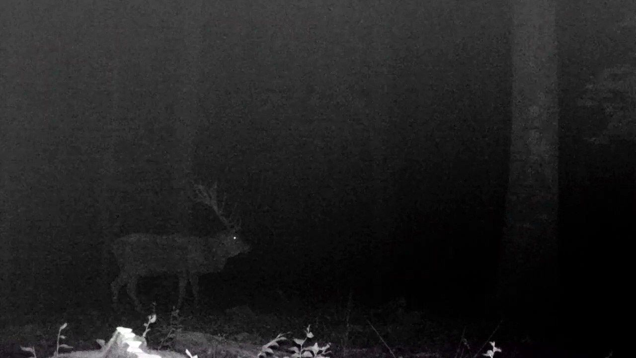 Vincent, l'un des plus gros cerfs de France, filmé durant le brame