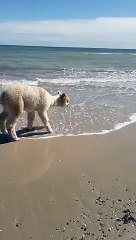 Alpaca Plays at Australian Beach