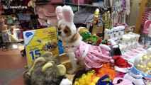 Colourful pet fair in Thailand sees chihuahuas driving an electric car and parrots dressed up as butterflies