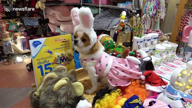 Colourful pet fair in Thailand sees chihuahuas driving an electric car and parrots dressed up as butterflies