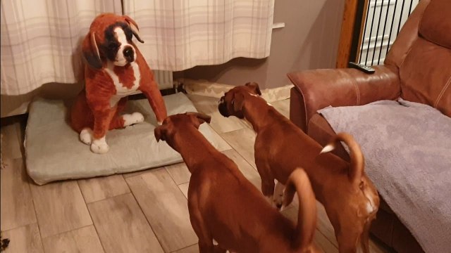 A reação de 2 cães ao descobrir o novo membro lá de casa
