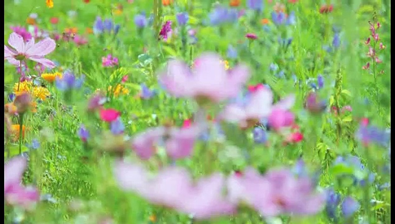 Clown Saschis Wunderwelt Folge 3