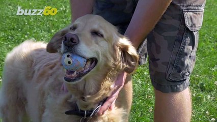 How Fellow Passengers Feel About Pets on Planes
