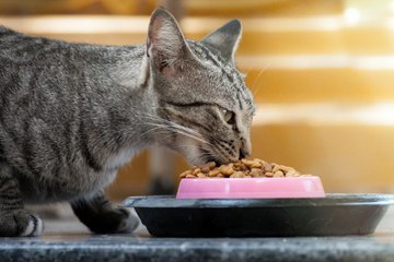 Cat Food Recalled Over Salmonella Risk to Pets and Humans