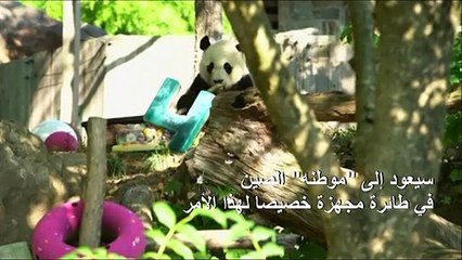 واشنطن تودع آخر صغير باندا يعيش في حديقتها الوطنية