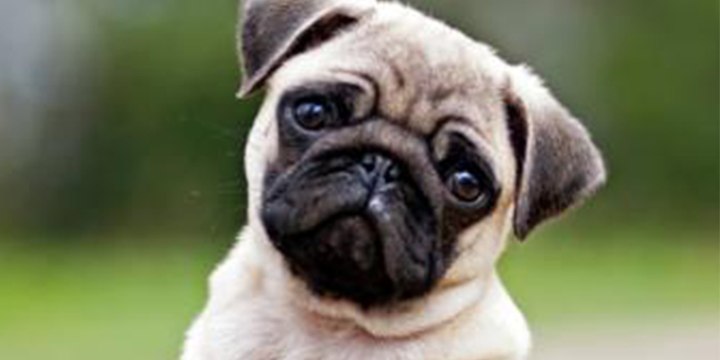 Esta es la mejor manera de calcular la edad de tu perro en años humanos, según la ciencia
