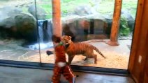 Un enfant déguisé en tigre joue avec un jeune tigre... Adorable