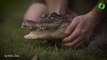 Et oui, les crocodiles aussi aiment les grattouilles dans le cou...