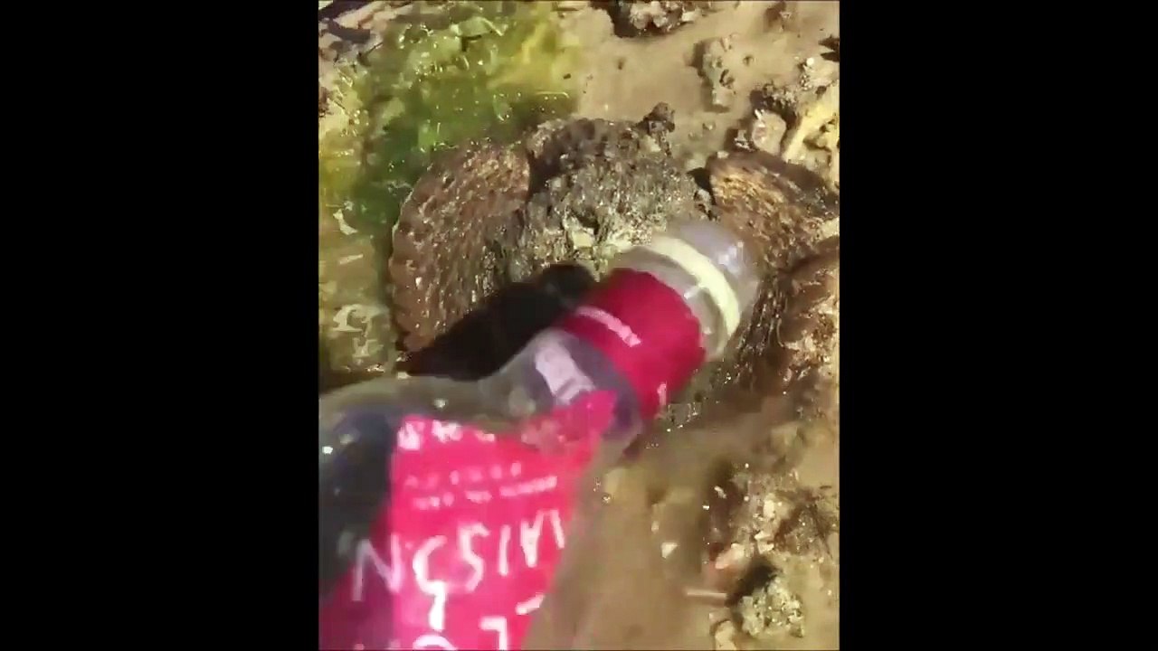 Peixe pedra (Stone Fish) com aparência de rosto humano !