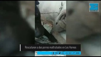 Rescataron a dos perros maltratados en Los Hornos