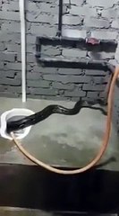 Ular hitam besar keluar dari kloset wc