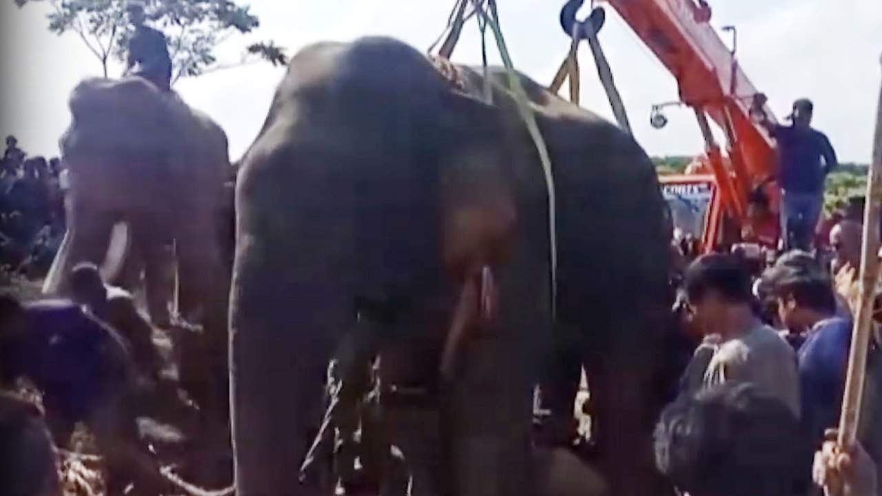 Elephant 'Bin Laden' Lost Life  | பின்லேடன் நம்மை விட்டு பிரிந்தது !