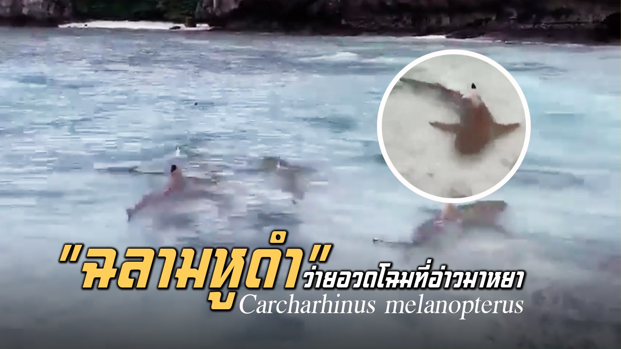 ตื่นตา ! ฝูงฉลามหูดำ โชว์ตัวหน้าอ่าวมาหยา หลังปิดเกาะฟื้นธรรมชาติ