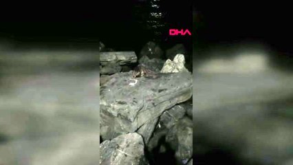 Su samurları yenikapı ve zeytinburnu sahillerinde görüntülendi