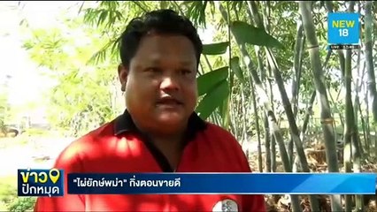 "ไผ่ยักษ์พม่า" กิ่งตอนขายดี | NEW18