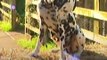 Have you ever wondered how Dalmatians actually get spots_ - Naturee Wildlife