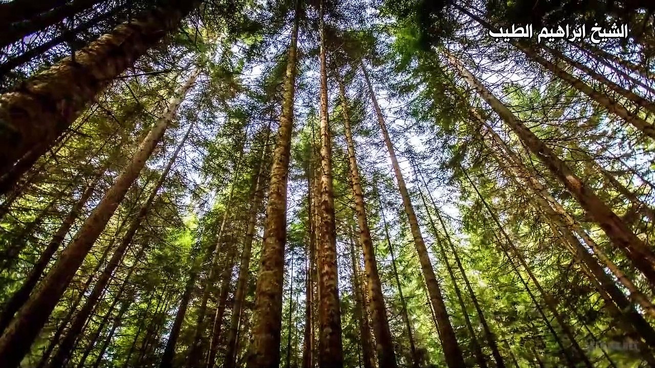 اوائل سورة الشعراء تلاوة خاشعة ومؤثرة بصوت الشيخ ابراهيم الطيب