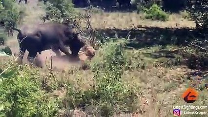 Buffalo Flips a Sleeping Lion!
