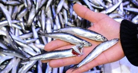 Türkiye, hamsiden iki ayda 1,9 milyon dolar kazandı