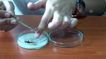 Hakkari'de yeni bir 'böğü' türü keşfedildi