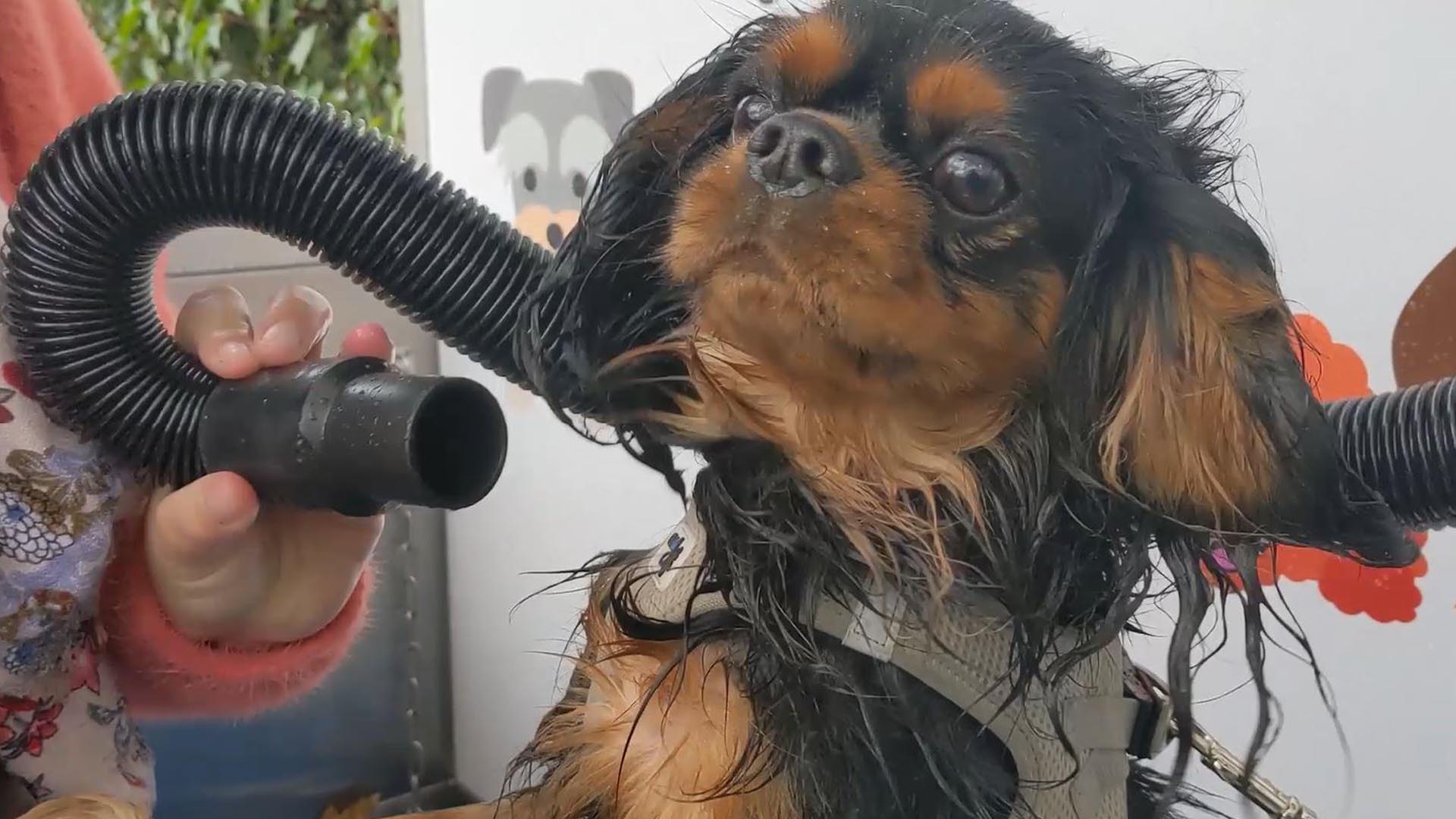 Puteaux Une Station De Lavage Automatique Pour Chiens