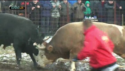 BIJELI KUKAN SANICA 2016