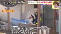 台風19号 ペットの犬救助