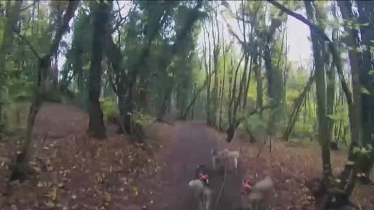 Campeonato del mundo de trineos tirados por perros