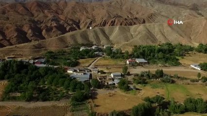 Köylüler koyun sürülerinden dertli